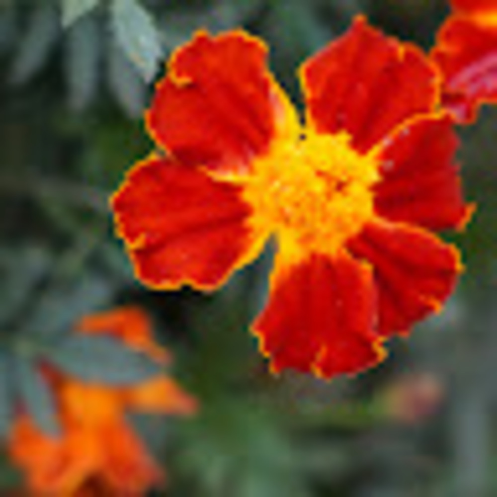 Meet your Posher, Zoe